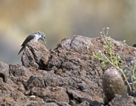 Rock Wren 4737